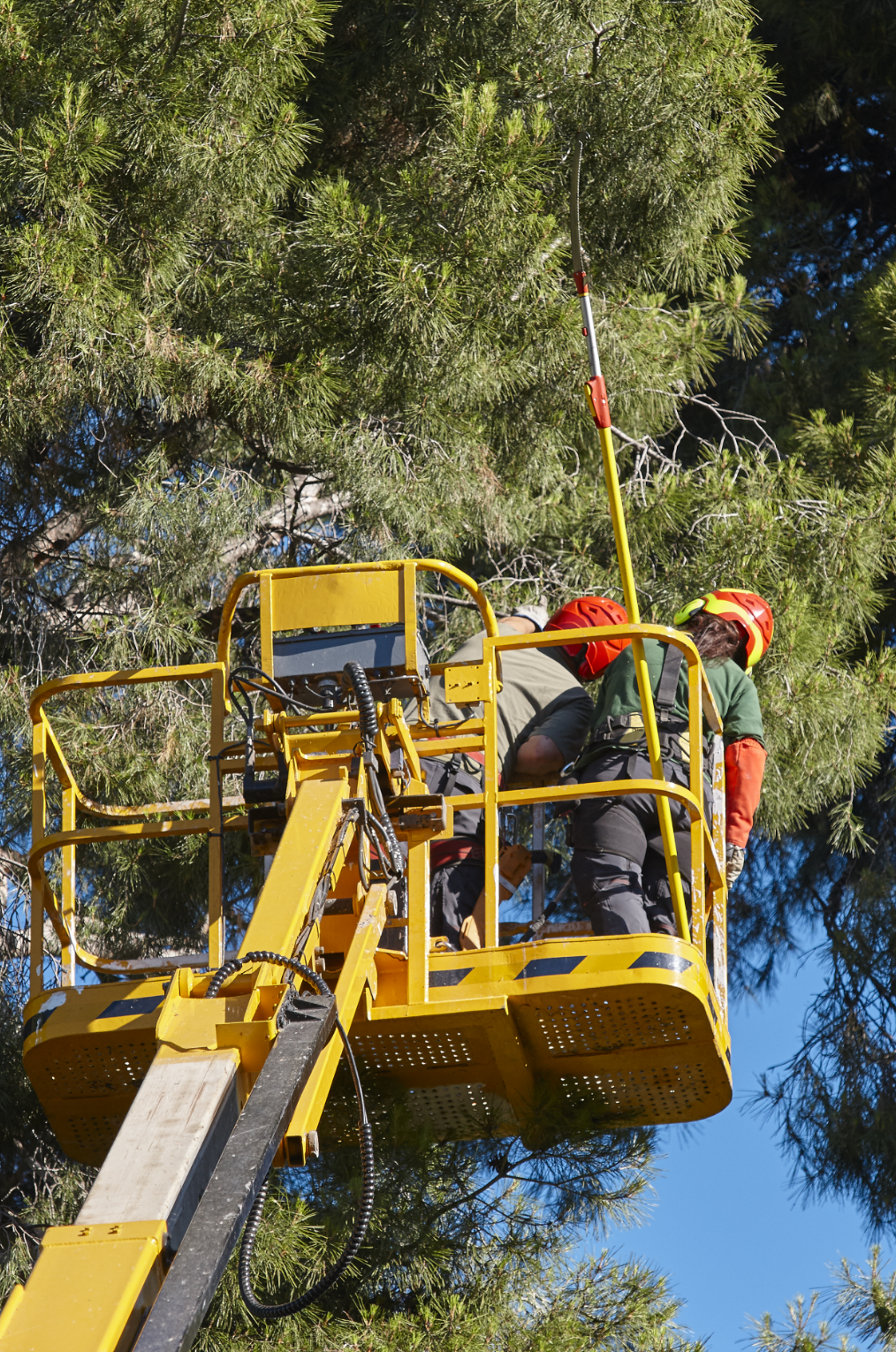 Why Choose Trusted Traveling Tree Trimmers for Emergency Services