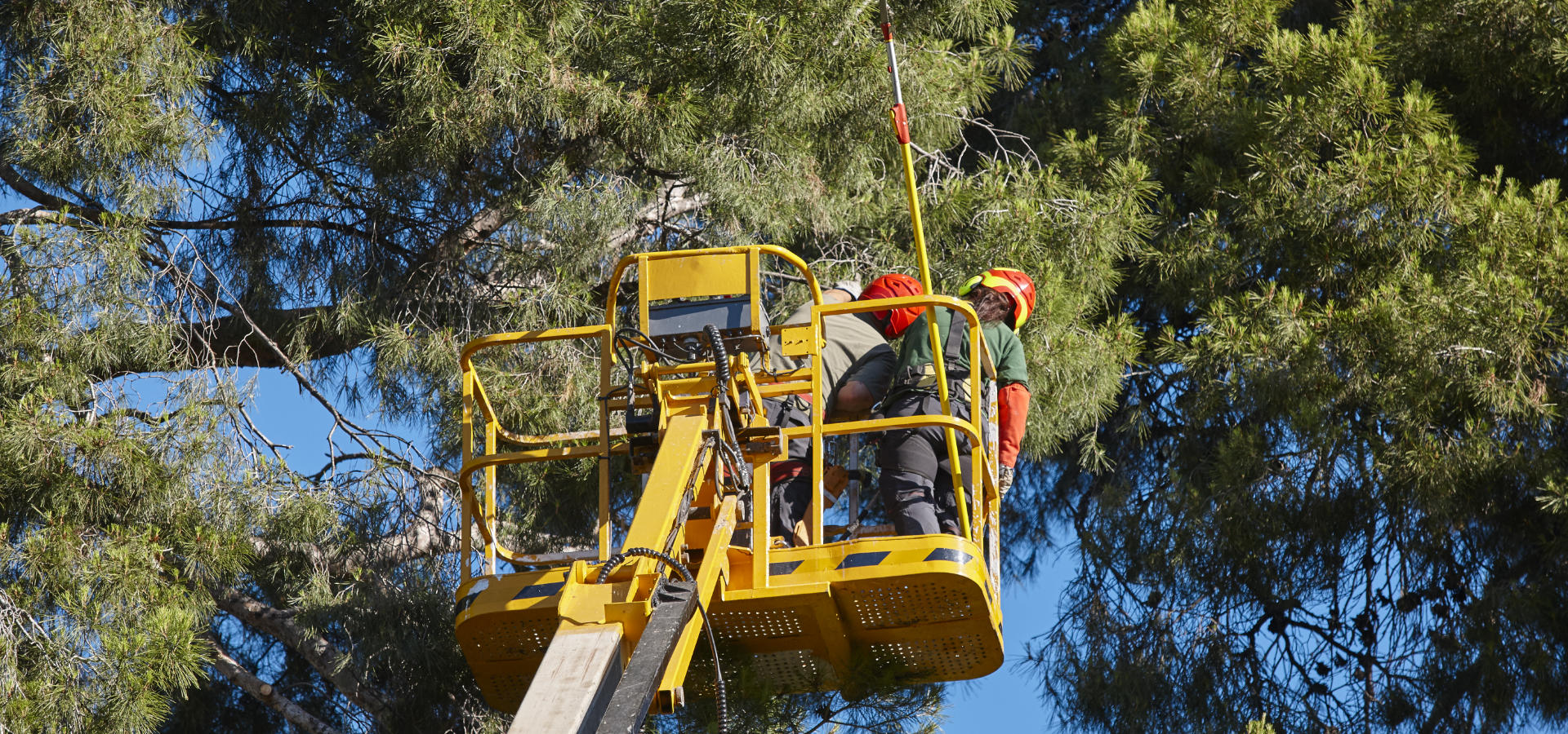 tree-work-pruning-operations-crane-and-pine-wood-2023-11-27-05-13-52-utc